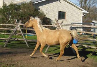 Crystel under saddle 3 weeks